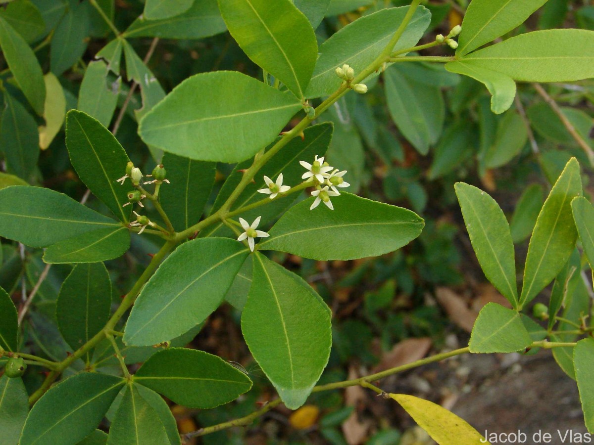 Zanthoxylum asiaticum (L.) Appelhans, Groppo & J.Wen